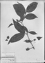 Field Museum photo negatives collection; München specimen of Eugenia vellozii O. Berg, BRAZIL, R. Spruce, Possible type, M