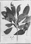 Field Museum photo negatives collection; München specimen of Gilibertia cuneata (DC.) Marchal, BRAZIL, J. B. E. Pohl, Type [status unknown], M