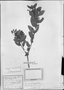 Field Museum photo negatives collection; München specimen of Myrcia eriocalyx DC., BRAZIL, C. F. P. Martius, Holotype, M