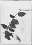 Field Museum photo negatives collection; München specimen of Guazuma crinita Mart., BRAZIL, Type [status unknown], M