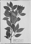Field Museum photo negatives collection; München specimen of Erythroxylum leptoneurum O. E. Schulz, Brazil, R. Spruce 157, Lectotype, M