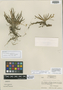 Ornithocephalus numenius Toscano & Dressler, Honduras, A. Molina R. 8088, Holotype, F