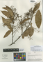 Nectandra hirtella Rohwer, Peru, A. H. Gentry 35776, Isotype, F