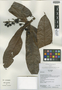 Myrcia verticillata M. L. Kawasaki & B. Holst, Ecuador, K. Romoleroux 2147, Isotype, F