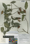 Swartzia myrtifolia var. peruviana R. S. Cowan, Peru, I. M. Sánchez Vega 8982, F