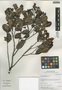Humiria balsamifera Aubl., Peru, I. M. Sánchez Vega 9943, F