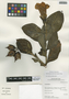 Symbolanthus calygonus (Ruíz & Pav.) Griseb. ex Gilg, Peru, I. M. Sánchez Vega 10026, F