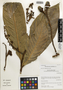 Pleurothyrium cuneifolium Nees, Peru, I. M. Sánchez Vega 9858, F