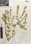 Flora of the Lomas Formations: Cuphea strigulosa Kunth, Peru, A. Sagástegui A. 7197, F