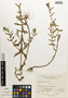 Flora of the Lomas Formations: Ammannia coccinea Rottb., Peru, A. López M. 7988, F
