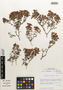 Flora of the Lomas Formations: Dinemandra ericoides A. Juss., Chile, M. O. Dillon 5629, F
