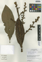 Pleurothyrium cuneifolium Nees, Peru, I. M. Sánchez Vega 8083, F