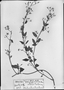 Field Museum photo negatives collection; München specimen of Metastelma stenolobum Decne., BRITISH GUIANA [Guyana], Fr. W. R. Hostmann 827, Syntype, M