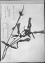 Field Museum photo negatives collection; München specimen of Schultesia heterophylla Miq., BRAZIL, J. B. E. Pohl, Type [status unknown], M