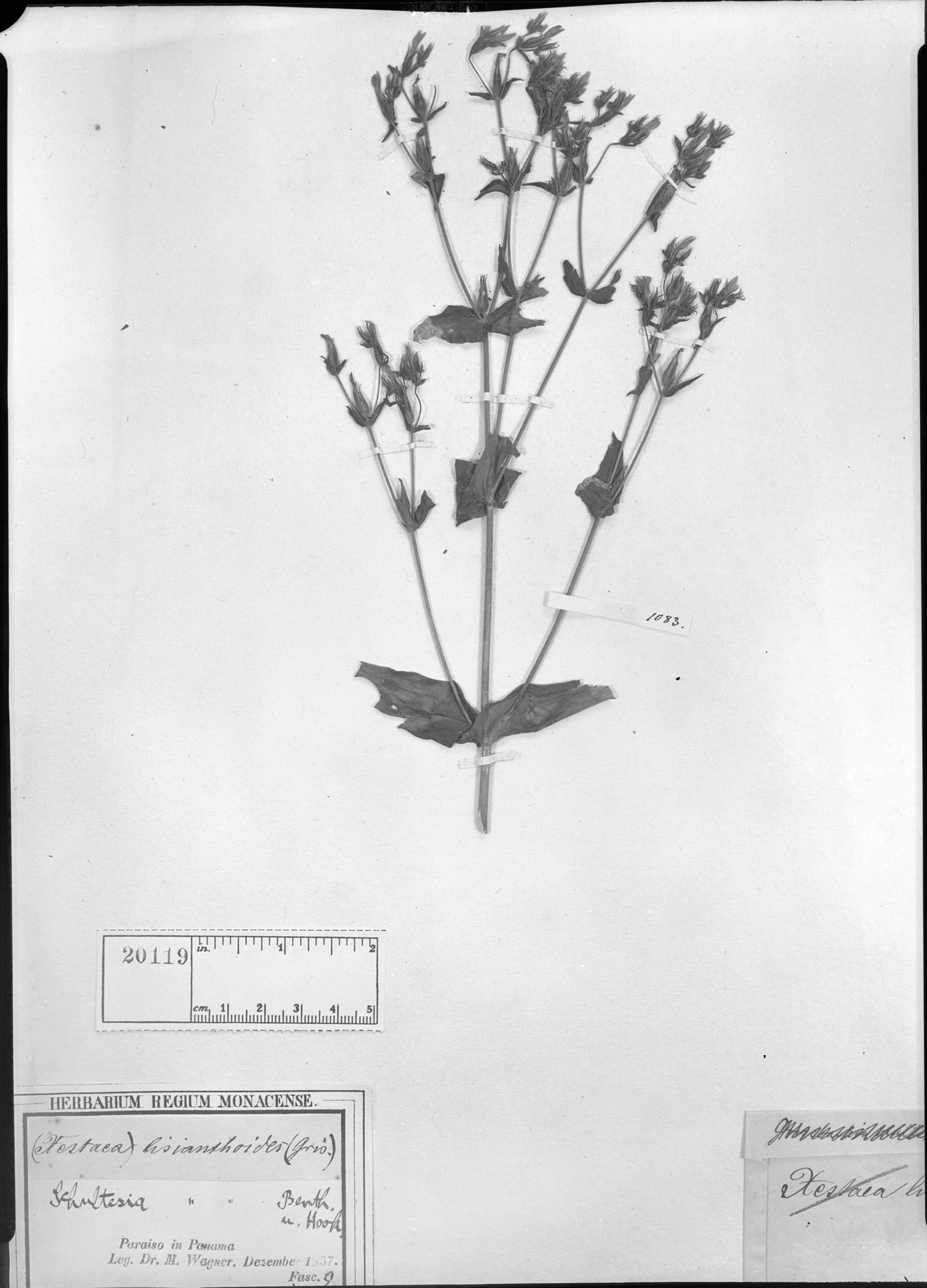 Xestaea lisianthoides image