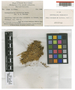 Ectropothecium aurifolium E. B. Bartram, PAPUA NEW GUINEA, L. J. Brass 10545, Type [status unknown]