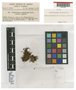 Orthotrichum scaberrimum Broth., CHINA [Zhonghua], H. R. E. Handel-Mazzetti 286