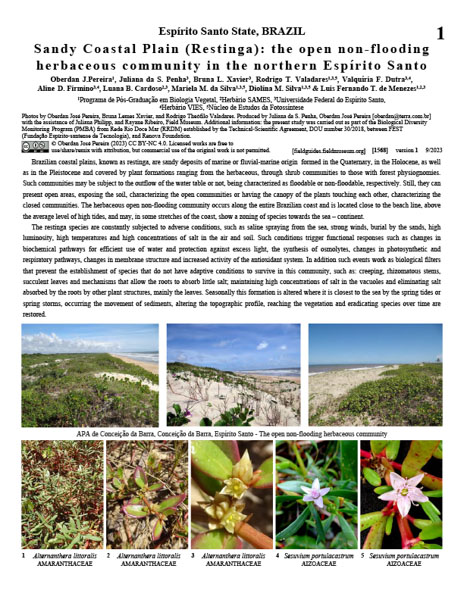 Llanura Costera Arenosa (Restinga): la zona abierta no inundable comunidad herbácea en el norte de Espírito Santo