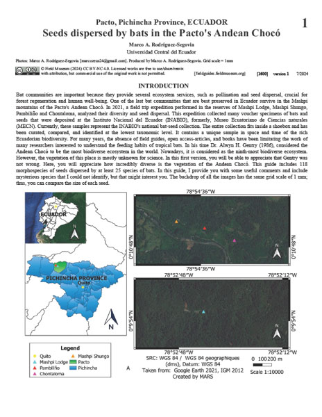 Seeds dispersed by bats on the Mashpi mountains from the Andean Chocó