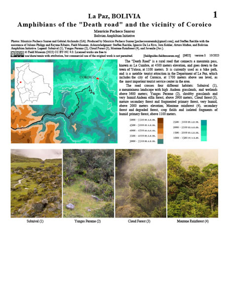 Anfibios del "Camino de la Muerte" y alrededores de Coroico