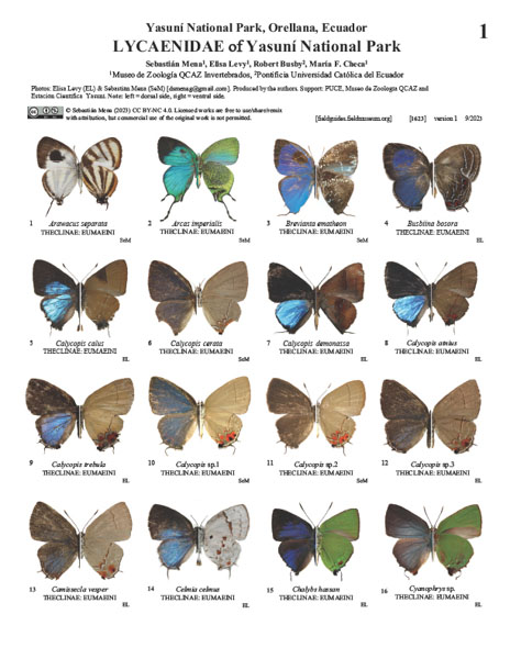Lycaenidae do Parque Nacional Yasuni