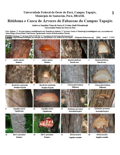 Ritidoma e Casca de árvores de Fabaceae do Campus Tapajós em Santarém