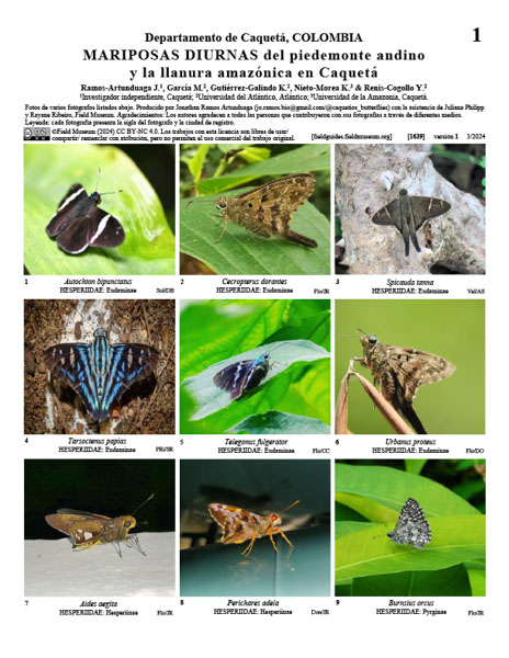 Diurnal Butterflies of the Andean Foothills and the Amazon plain in Caquetá