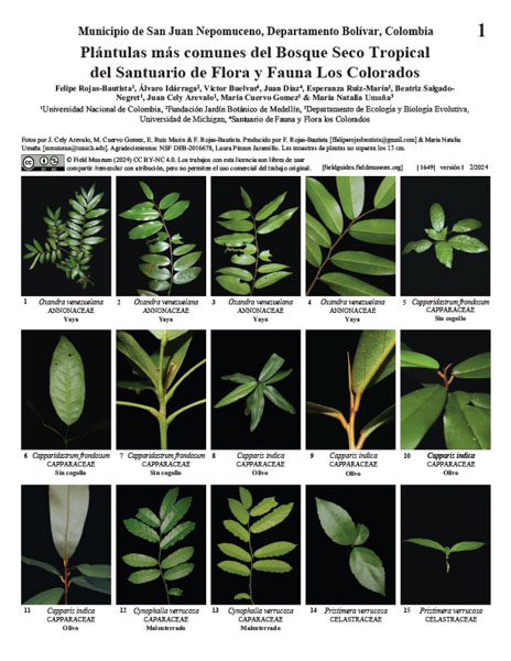 Most common seedlings of the tropical Dry Forest of the Los Colorados Flora and Fauna Sanctuary