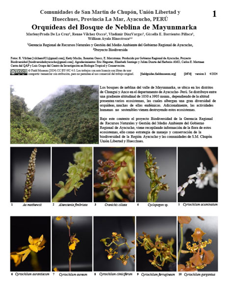 Orquídeas da Floresta Nublada de Mayunmarca