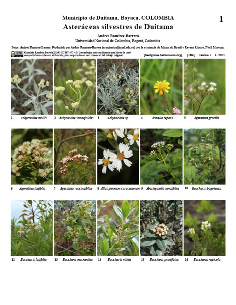 Asteráceas silvestres de Duitama