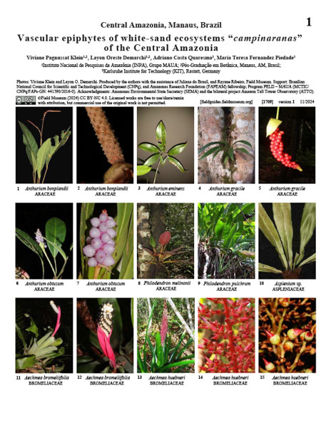 Epífitas vasculares de ecossistemas de areia branca "campinaranas" da Amazônia Central