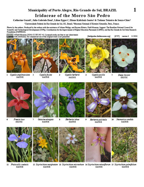 Iridaceae do Morro São Pedro