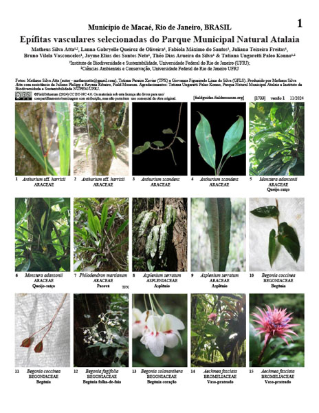 Epífitas vasculares del Parque Natural Municipal de Atalaia