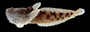 Amazon Toadfish
