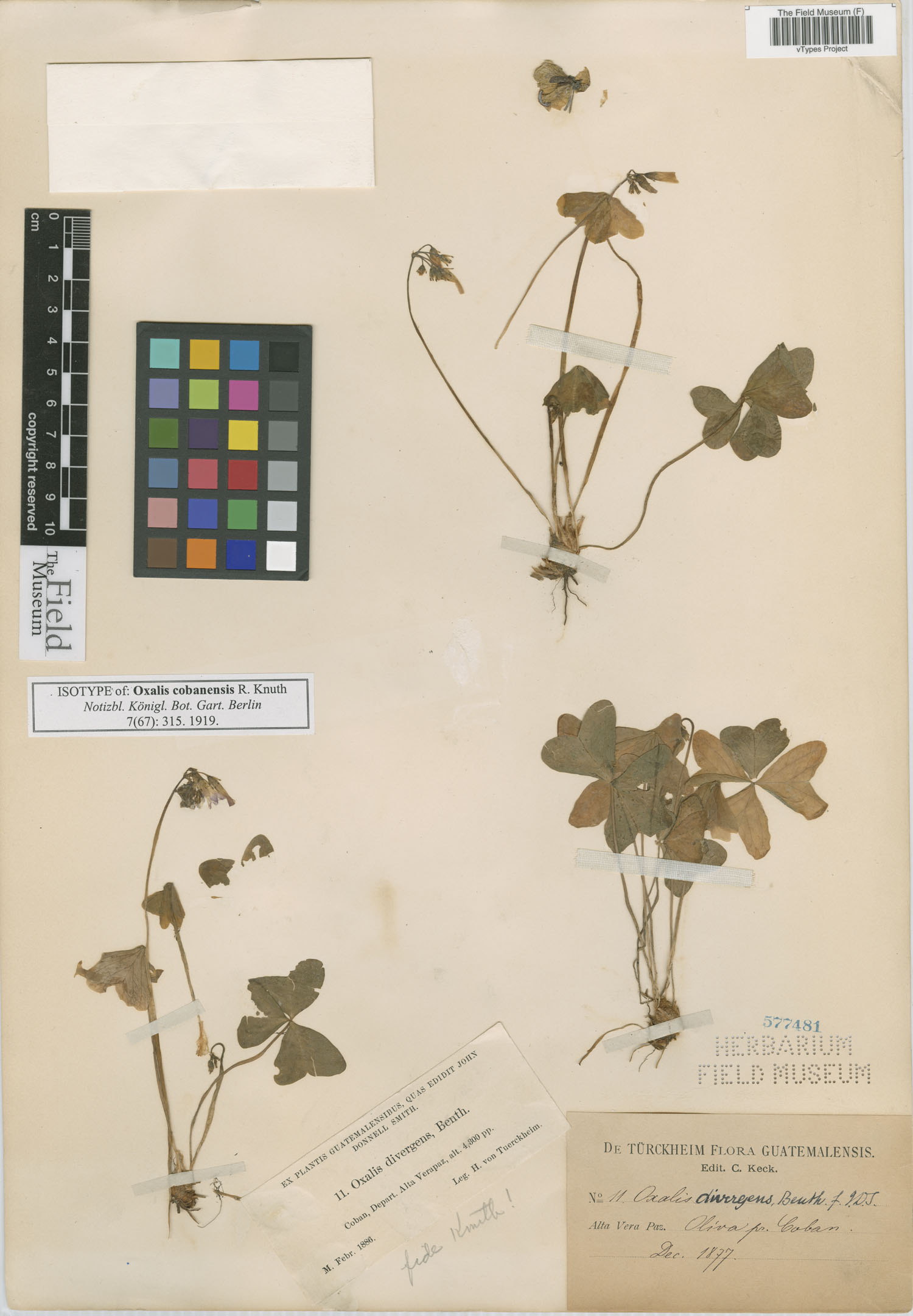 Oxalis latifolia subsp. latifolia image
