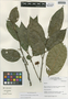 Heisteria acuminata (Humb. & Bonpl.) Engl., Peru, I. M. Sánchez Vega 9145, F