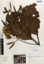 Ladenbergia oblongifolia (Mutis) L. Andersson, Peru, I. M. Sánchez Vega 8646, F