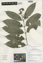 Faramea multiflora Rich. ex DC., Peru, I. M. Sánchez Vega 9985, F