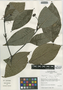 Psychotria paeonia C. M. Taylor, Peru, I. M. Sánchez Vega 8686, F