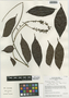 Picramnia sellowii subsp. spruceana (Engl.) Pirani, Peru, I. M. Sánchez Vega 9546, F
