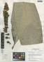 Renealmia thyrsoidea subsp. thyrsoidea, Peru, I. M. Sánchez Vega 8440, F