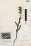 Habenaria yungasensis Schltr., Bolivia, H. H. Rusby 2786, Isotype, F