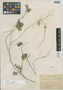 Cardamine yunnanensis Franch., China, P. J. M. Delavay 1843, Isotype, F