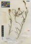 Menonvillea crassa Rollins, Chile, E. Werdermann 896, Isotype, F