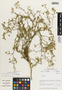 Flora of the Lomas Formations: Cristaria aspera var. formosula (I. M. Johnst.) Muñoz-Schick, Chile, M. O. Dillon 5586, F