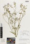 Flora of the Lomas Formations: Cristaria aspera var. formosula (I. M. Johnst.) Muñoz-Schick, Chile, M. O. Dillon 5043, F