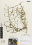 Flora of the Lomas Formations: Cristaria gracilis Gay, Chile, M. O. Dillon 5804, F