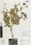 Flora of the Lomas Formations: Cristaria integerrima Phil., Chile, M. O. Dillon 5272, F
