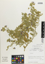 Flora of the Lomas Formations: Cristaria integerrima Phil., Chile, M. O. Dillon 5790, F