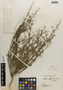 Flora of the Lomas Formations: Cristaria flexuosa Phil., Chile, E. Werdermann 736, F